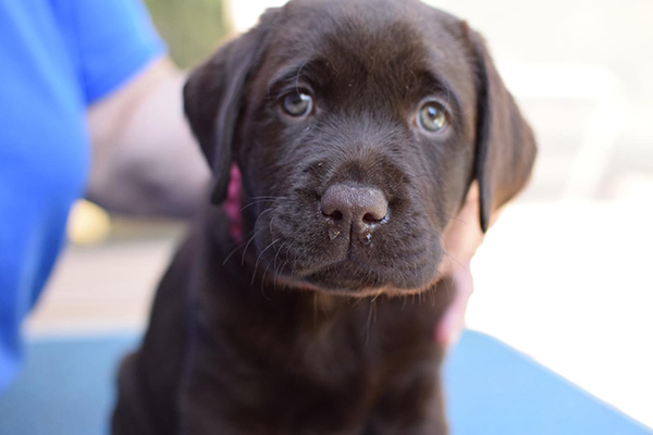 Chocolate labrador Puppies For Sale in Udaipur