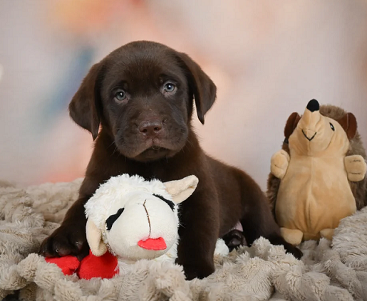 Chocolate labrador Puppies For Sale in Goa