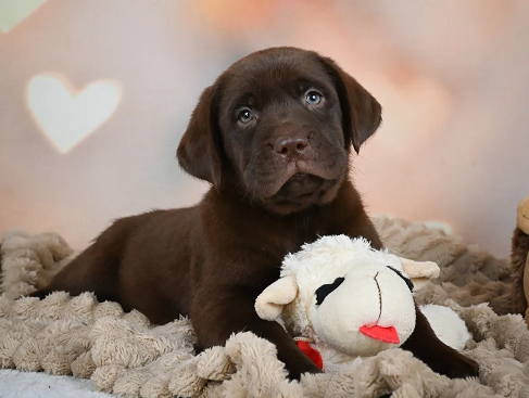 Chocolate labrador Puppies For Sale in Amritsar