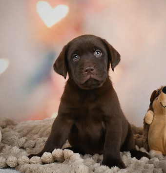 Chocolate labrador Puppies For Sale in Indore