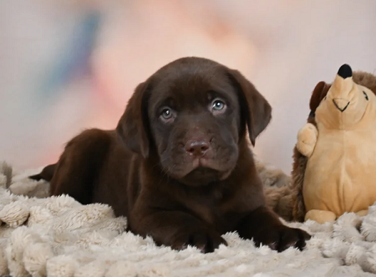 Chocolate labrador Puppies For Sale in Chandigarh
