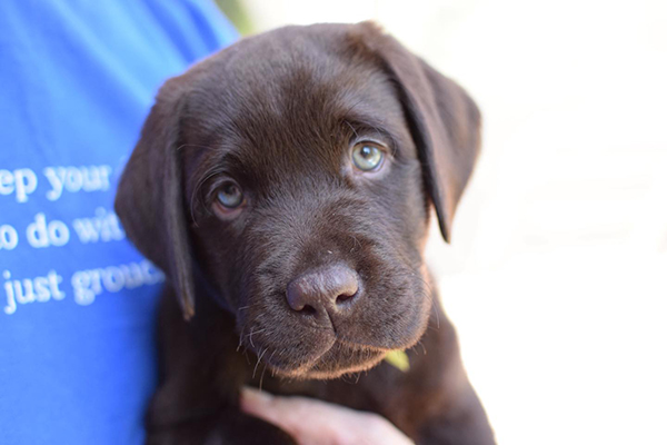 Chocolate labrador Puppies For Sale in Mumbai