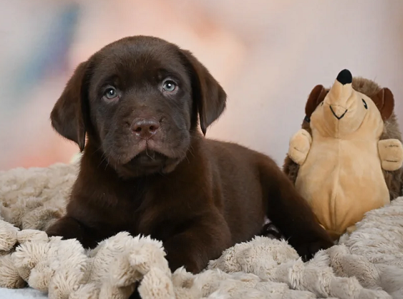 Chocolate labrador Puppies For Sale in Visakhapatnam