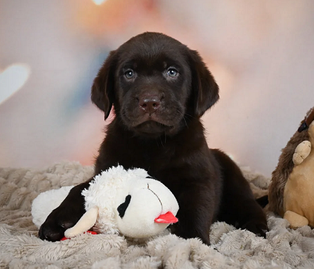 Chocolate labrador Puppies For Sale in Jodhpur