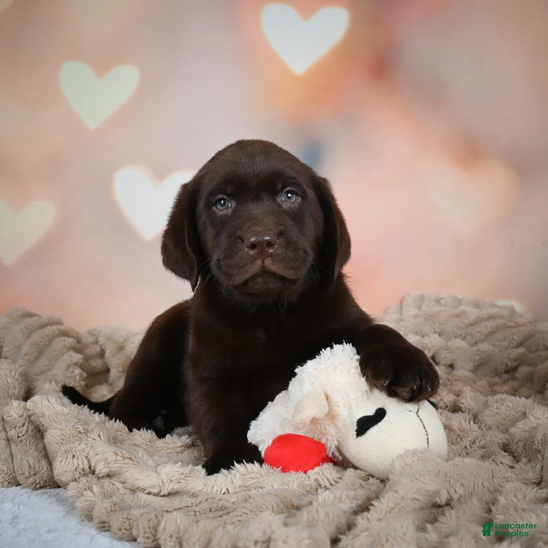 Chocolate labrador Puppies For Sale in Nagpur