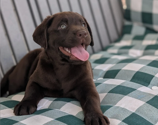 Chocolate labrador Puppies For Sale in Madurai