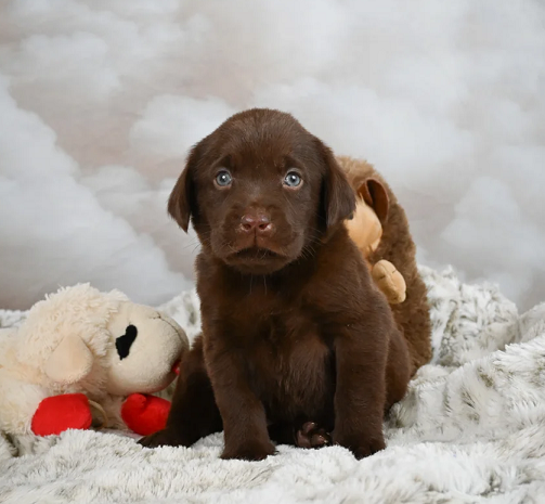 Chocolate labrador Puppies For Sale in Gurugram