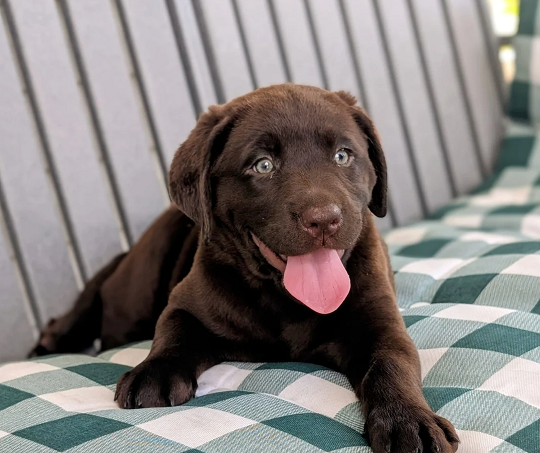 Chocolate labrador Puppies For Sale in Noida