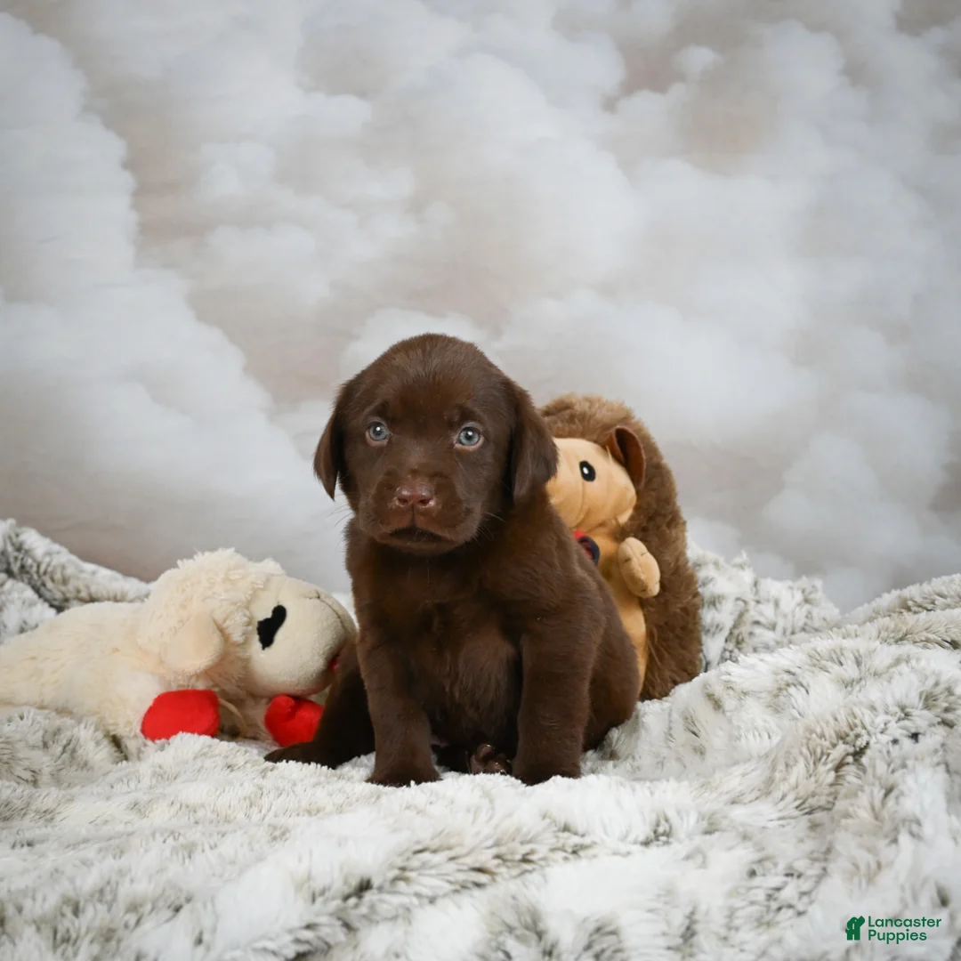 Chocolate labrador Puppies For Sale in Thiruvananthapuram
