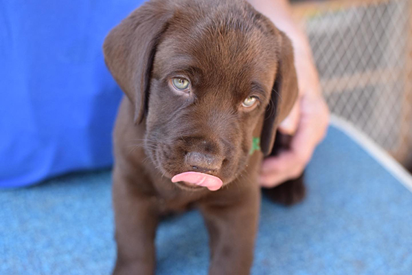 Chocolate labrador Puppies For Sale in Bangalore