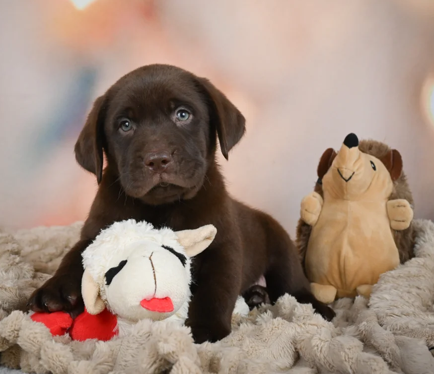 Chocolate labrador Puppies For Sale in Bhubaneswar