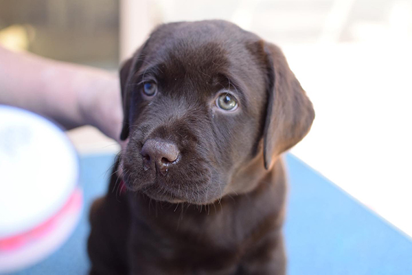 Chocolate labrador Puppies For Sale in Chennai