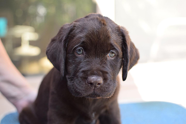 Chocolate labrador Puppies For Sale in Hyderabad