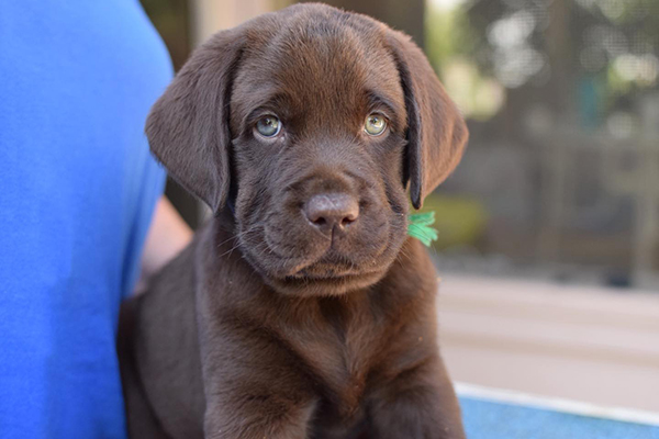 Chocolate labrador Puppies For Sale in Pune