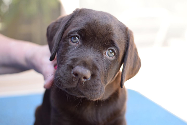 Chocolate labrador Puppies For Sale in Ahmedabad