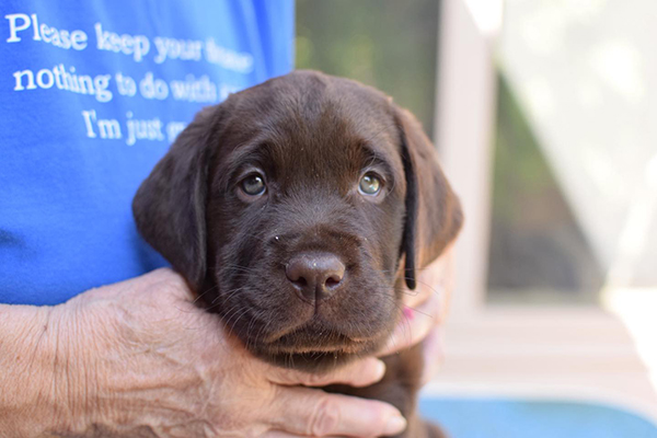 Chocolate labrador Puppies For Sale in Jaipur