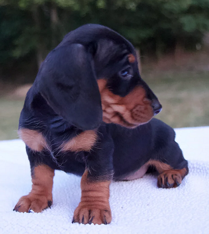 Dachshund Puppies For Sale in Delhi