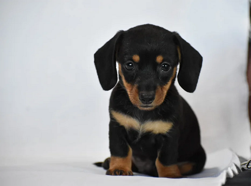 Dachshund Puppies For Sale in Agra