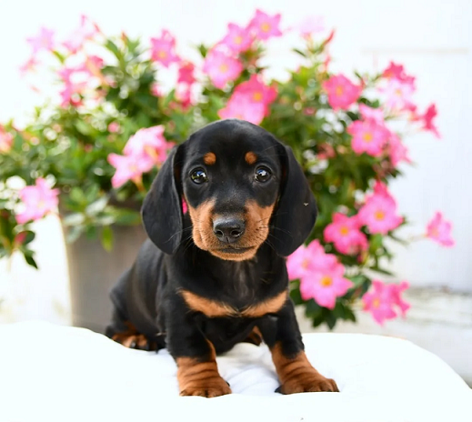 Dachshund Puppies For Sale in Surat