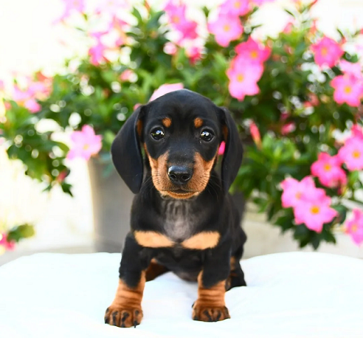 Dachshund Puppies For Sale in Lucknow