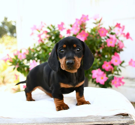 Dachshund Puppies For Sale in Udaipur