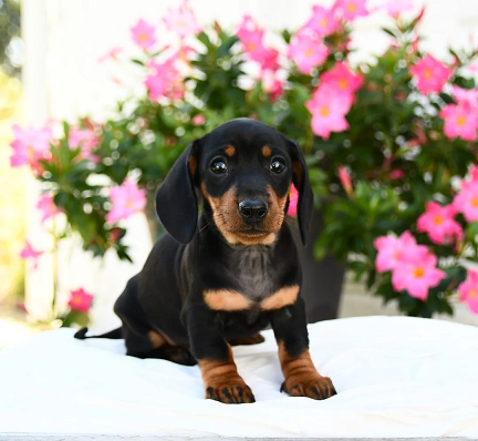 Dachshund Puppies For Sale in Goa