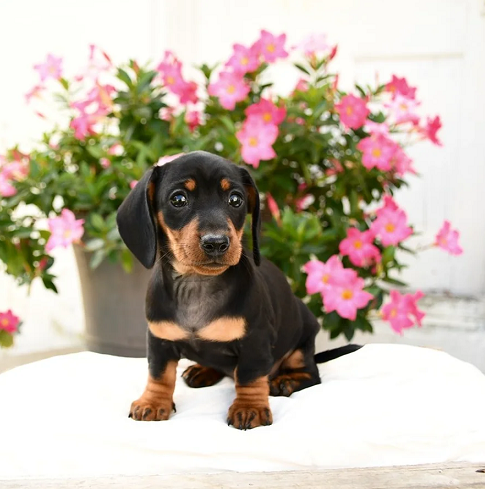 Dachshund Puppies For Sale in Amritsar