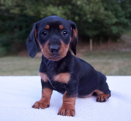 Dachshund Puppies For Sale in Indore