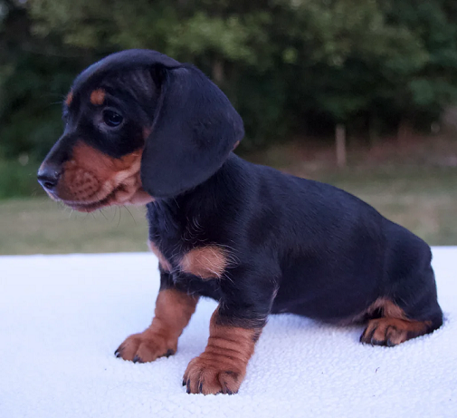 Dachshund Puppies For Sale in Mumbai