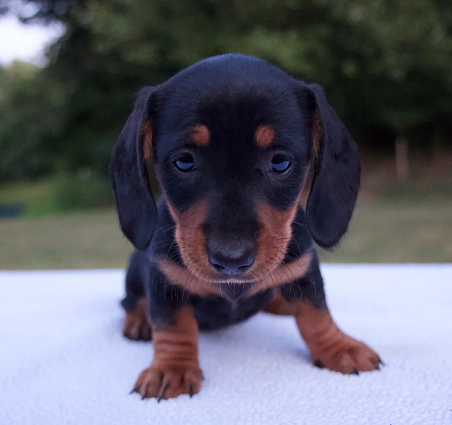 Dachshund Puppies For Sale in Bangalore