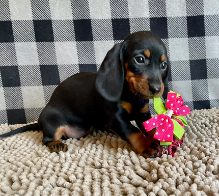 Dachshund Puppies For Sale in Kolkata
