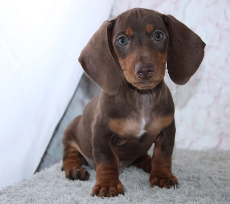 Dachshund Puppies For Sale in Hyderabad
