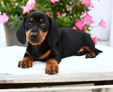 Dachshund Puppies For Sale in Pune