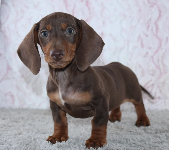 Dachshund Puppies For Sale in Ahmedabad