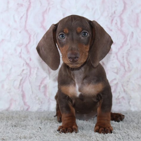 Dachshund Puppies For Sale in Jaipur