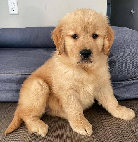 Golden Retriever Puppies For Sale in Delhi