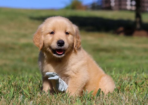 Golden Retriever Puppies For Sale in Agra