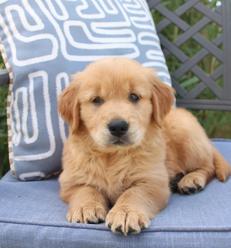 Golden Retriever Puppies For Sale in Lucknow