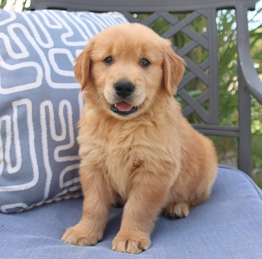 Golden Retriever Puppies For Sale in Udaipur