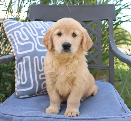 Golden Retriever Puppies For Sale in Amritsar