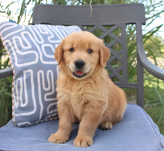 Golden Retriever Puppies For Sale in Chandigarh