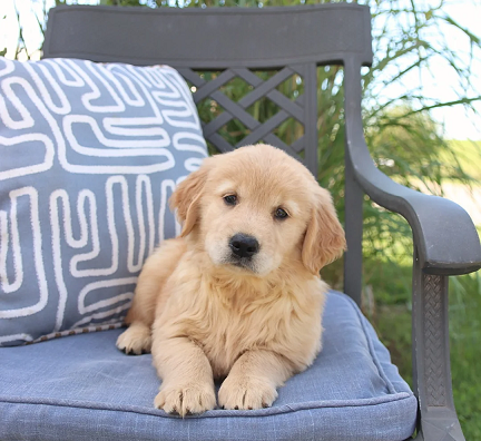 Golden Retriever Puppies For Sale in Visakhapatnam