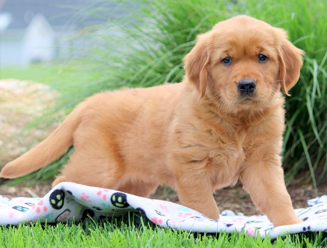 Golden Retriever Puppies For Sale in Jodhpur