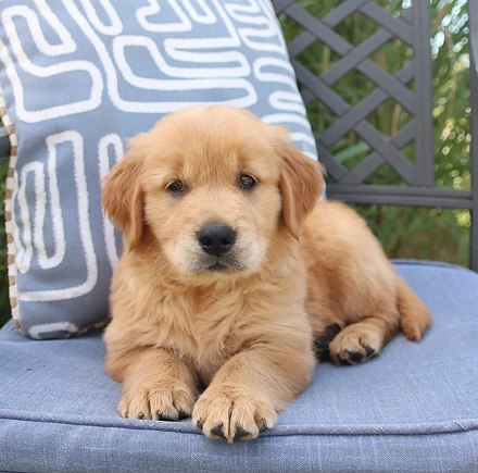 Golden Retriever Puppies For Sale in Shimla