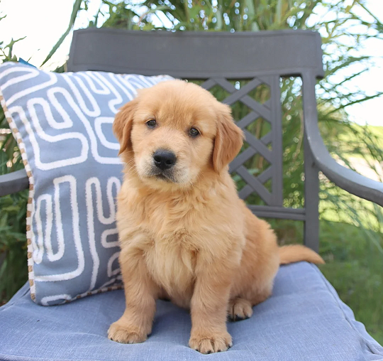 Golden Retriever Puppies For Sale in Nagpur