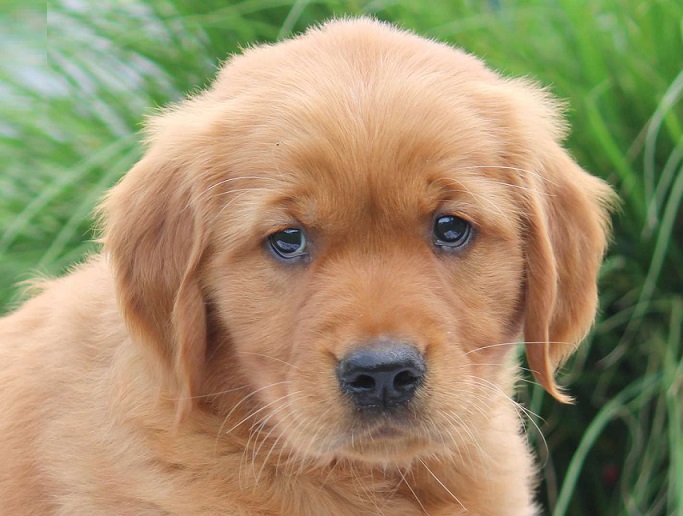 Golden Retriever Puppies For Sale in Madurai