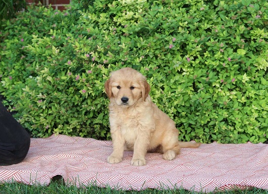 Golden Retriever Puppies For Sale in Gurugram
