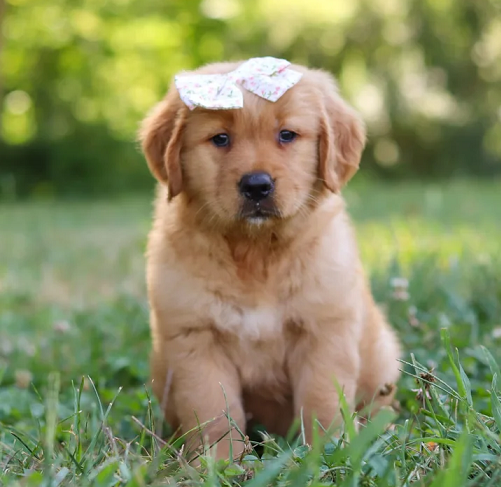 Golden Retriever Puppies For Sale in Noida