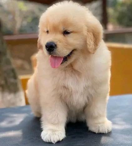 Golden Retriever Puppies For Sale in Bangalore
