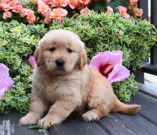 Golden Retriever Puppies For Sale in Bhubaneswar